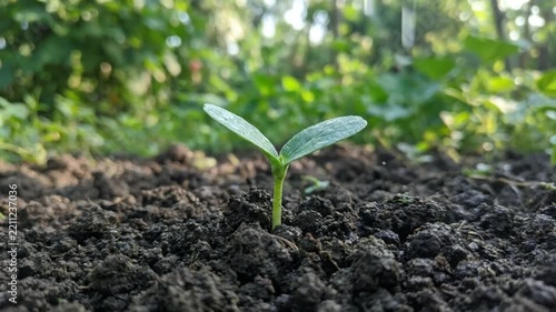 Fresh green shoot stands rooted in moist rich earth during mild rainfall. Small seedling thrives outdoors with natural morning light illuminating vibrant leaves, representing new life and renewal.