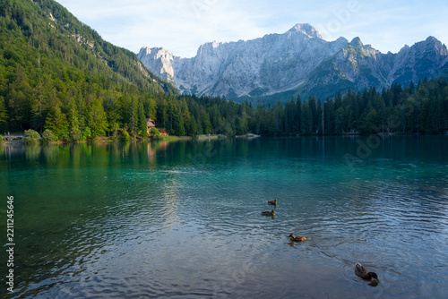 mountain lake with clear water, ducks swimming, dense forest shores and rocky peaks in background under blue sky