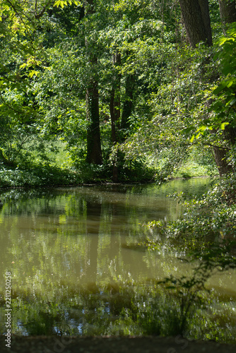 A forest pond reflects lush green trees on a sunny summer day. Sunlight filters through the foliage, creating a peaceful and picturesque landscape. This natural scene evokes calmness, relaxation.