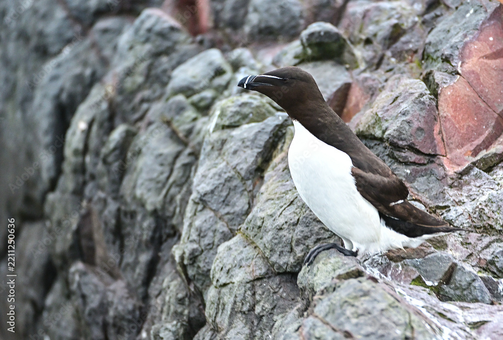 Fototapeta premium Pinguoin de Torda, Farne Island