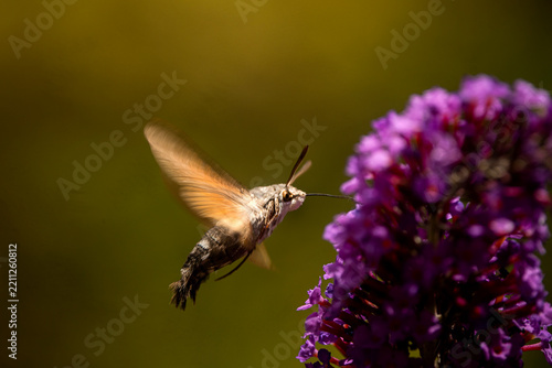 Hummingbird hawk moth hovering by a purple buddleia flower