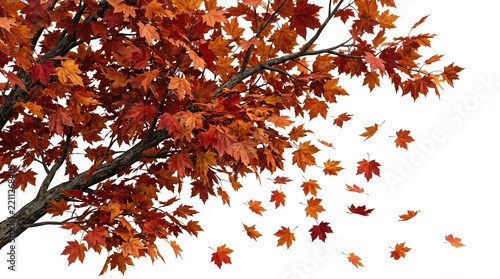 Maple tree branches with vibrant red autumn foliage and falling leaves on transparent background