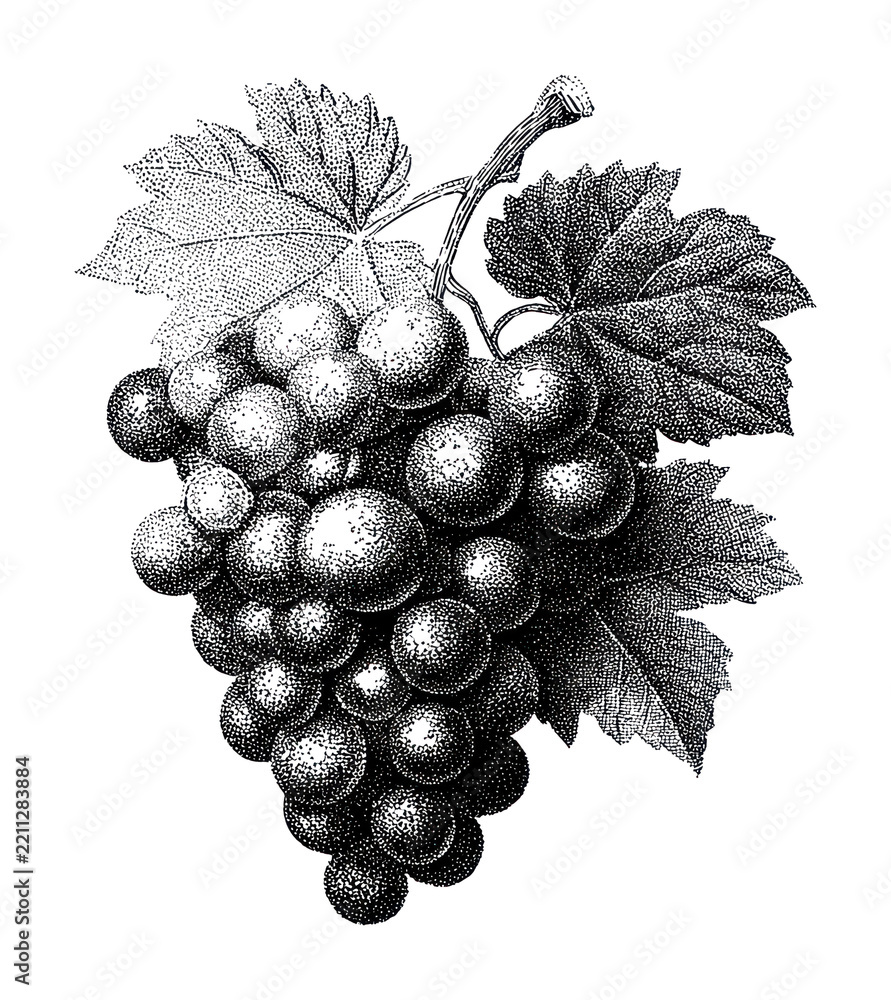 Obraz premium PNG Vintage grape bunch illustration with detailed leaves