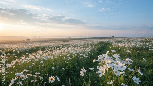 Vast field of white wildflowers under a pale blue sky at sunrise with gentle clouds