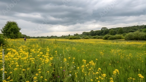 Vast natural meadow filled with vibrant yellow wildflowers under a dramatic cloudy sky