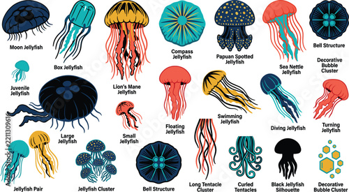 Labeled cnidarian species chart including moon jellyfish box jelly sea nettle compass jelly lions mane and spotted medusa