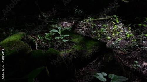 New life is sprouting from a moss-covered tree stump