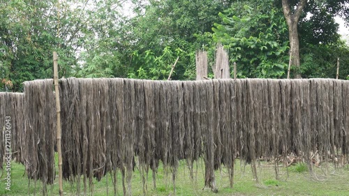 Raw Jute Fibers Hanging in Sunlight for Traditional Drying in India