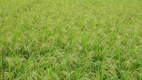 Lush Green Rice Paddy Field with Maturing Grain Stalks Ready for Harvest