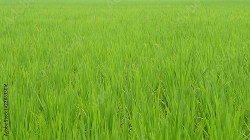 Lush Green Rice Paddy Field with Young Plants Growing in Neat Rows