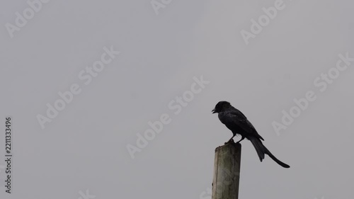 Black Drongo Perched on Post with Forked Tail