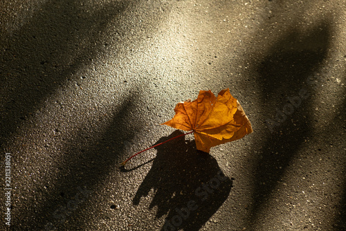 Dry autumn maple leaf on asphalt. Fall vibes.