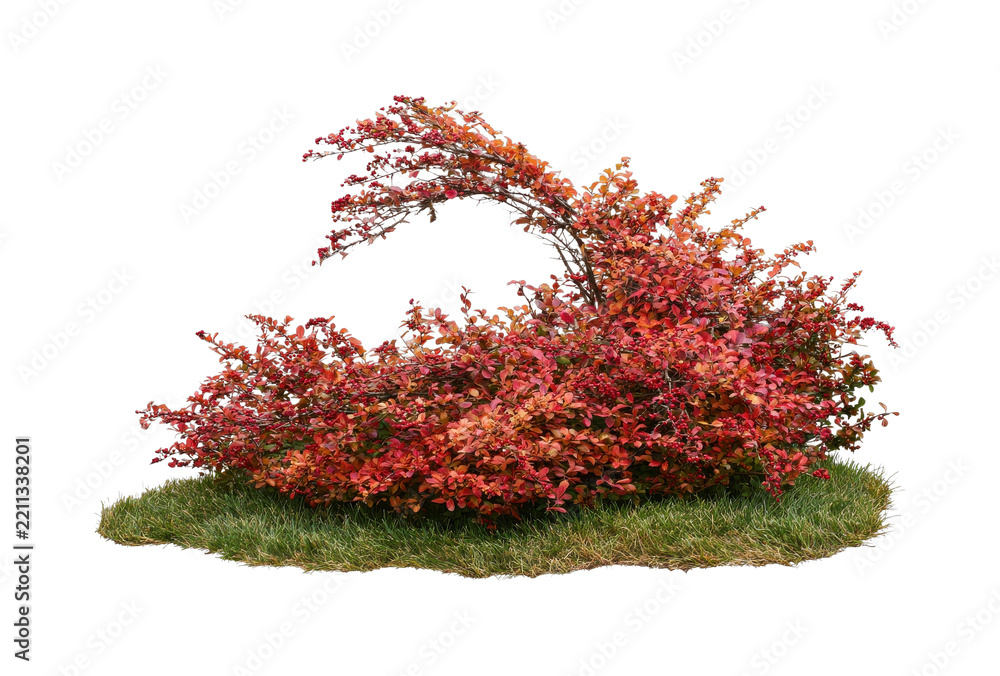 Fototapeta premium PNG Red ornamental shrub with graceful arching branches on grass