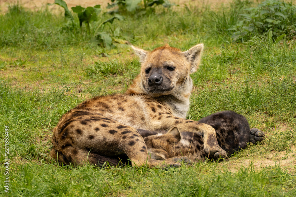 Fototapeta premium Hyena with a young Cub, in Safaripark Beekse Bergen, Zoo in The Netherlands