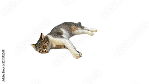 A tabby cat sleeping alone on a transparent surface, a cute pet lying down, and a moment of rest.