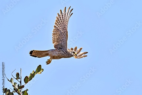 Common Kestrel (Falco tinnunculus), Greece