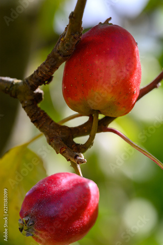 zwei rote Äpfel am Apfelbaum