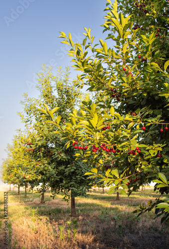Red sour cherries growing on a cherry tree.
