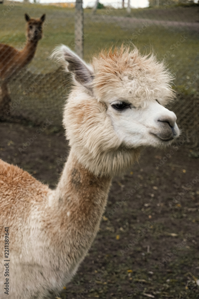 Obraz premium Profile portrait of a fluffy light brown alpaca with another alpaca in the background