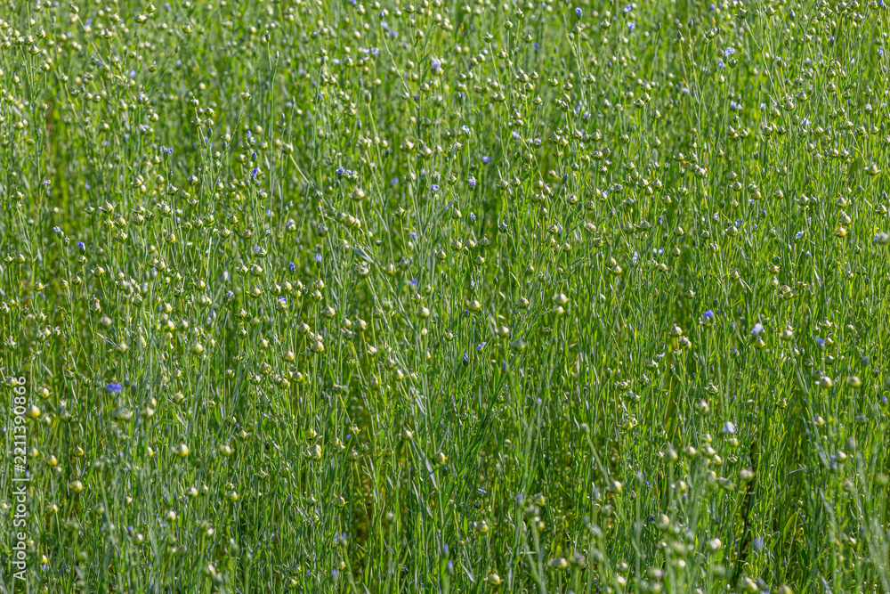 Obraz premium Green flax fields Under Bright Sunlight 