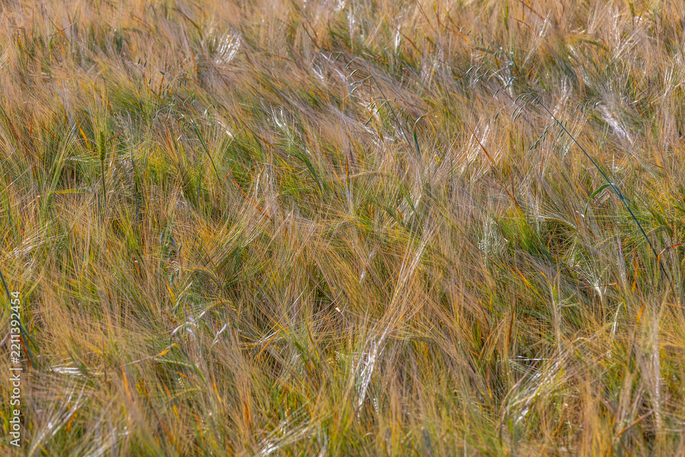Obraz premium Wheat Field Swaying in the Wind