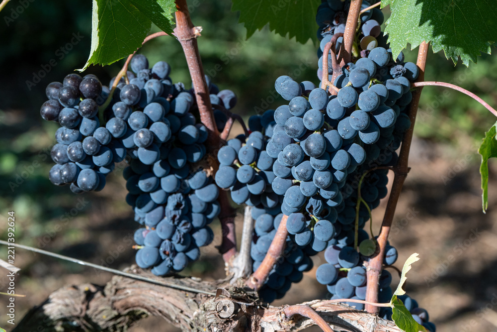 Naklejka premium Grappoli di uva rossa tipo Aglianico coltivata in modo biologico nel vigneto durante la vendemmia