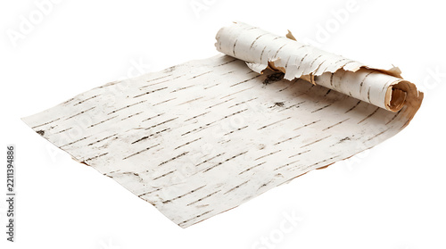 A curled sheet of natural white birch bark with black horizontal markings a plain white , isolated on transparent background png .