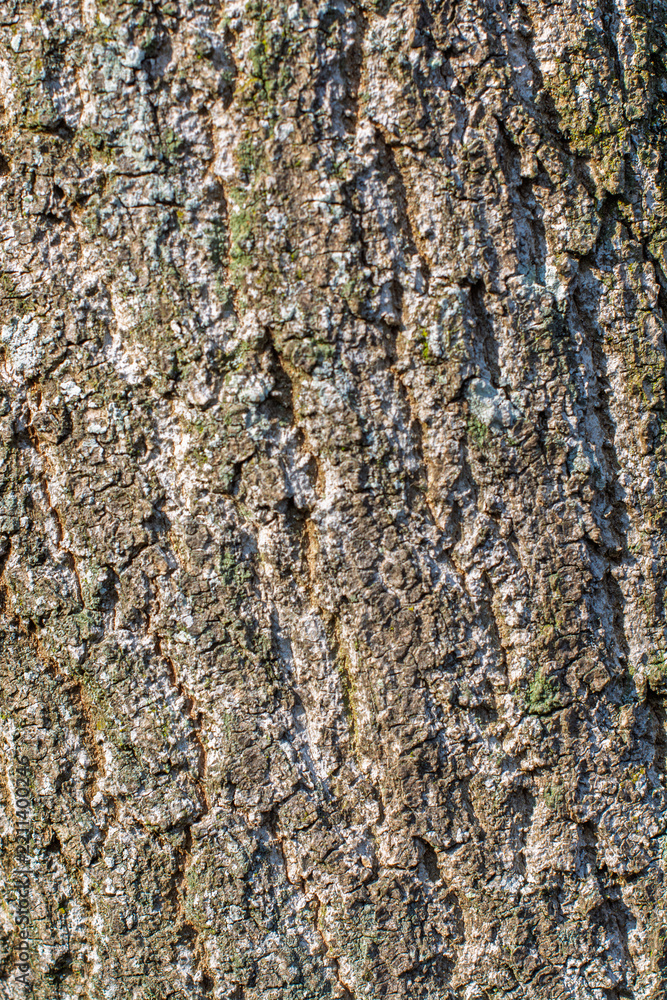 Fototapeta premium Texture d'écorce d'arbre rugueuse et crevassée en pleine nature