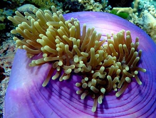 Fotografie Philippines sea life