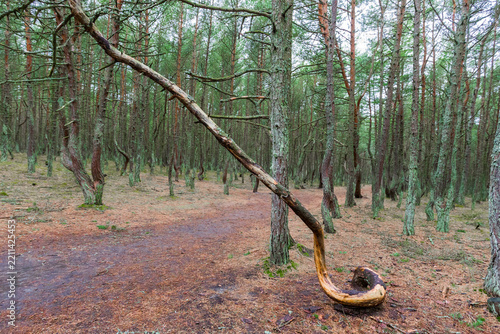 pine trees with curved trunks in coniferous forest
