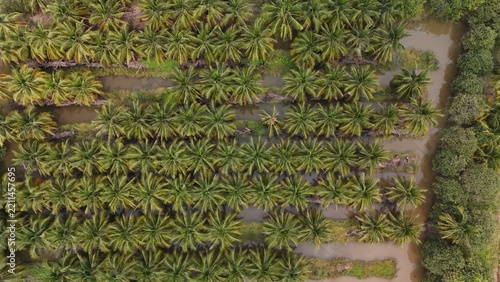 High Angle Landscape of Beautiful Organic Coconut Crop and Farming Field