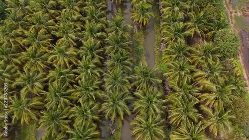 High Angle Landscape of Beautiful Organic Coconut Crop and Farming Field