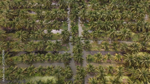 High Angle Landscape of Beautiful Organic Coconut Crop and Farming Field
