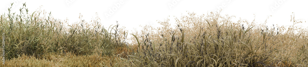 Naklejka premium Realistic wild dry grass foliage field isolated on transparent PNG background for nature landscape architecture render and environment design compositing 3d render illustration element