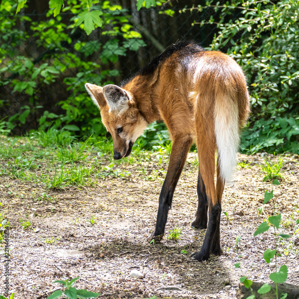 Obraz premium The Maned Wolf, Chrysocyon brachyurus is the largest canid of South America