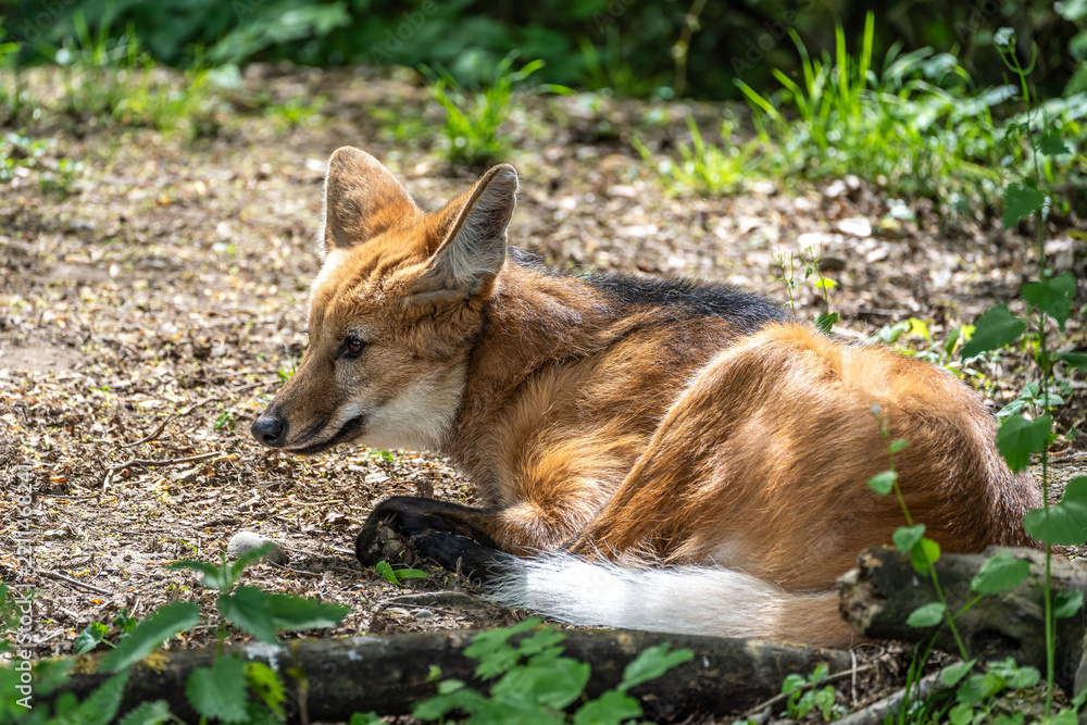Obraz premium The Maned Wolf, Chrysocyon brachyurus is the largest canid of South America