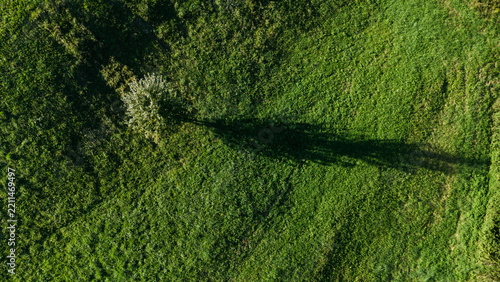 Aerial Drone View of Tree and Long Shadow on Green Field