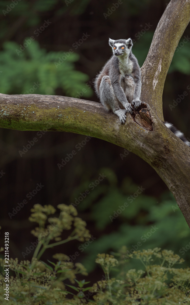 Fototapeta premium Ring-tailed lemur