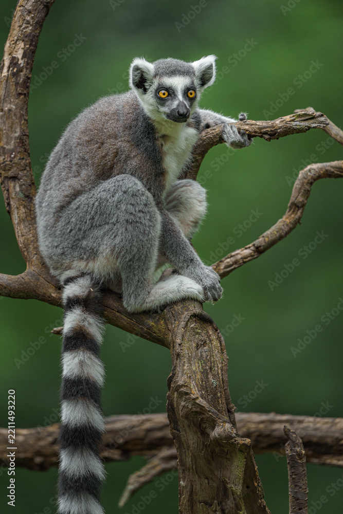 Fototapeta premium Ring-tailed lemur