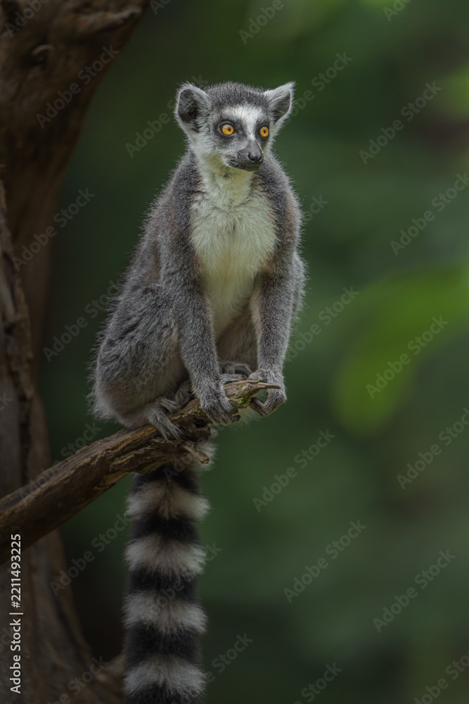 Fototapeta premium Ring-tailed lemur