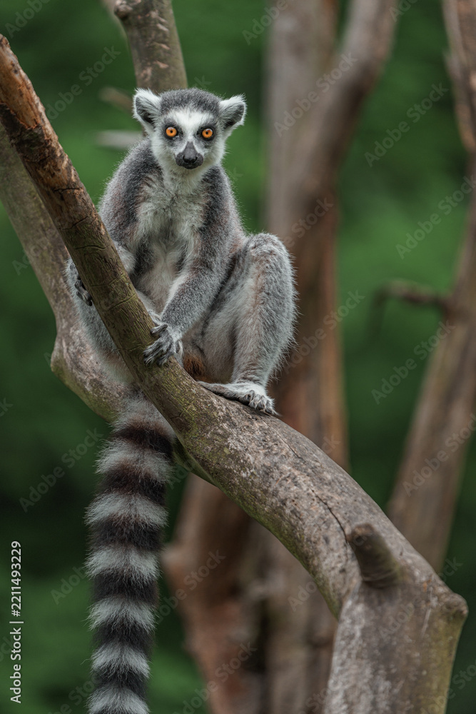 Fototapeta premium Ring-tailed lemur