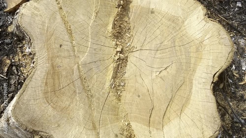 Freshly cut tree stump in burnt forest deforestation and environmental disaster concept