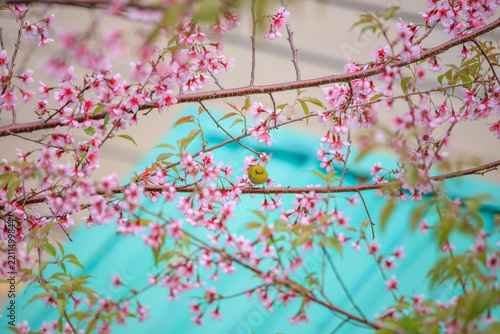 Beautiful, sweet-pink winter flowers that invite admiration.