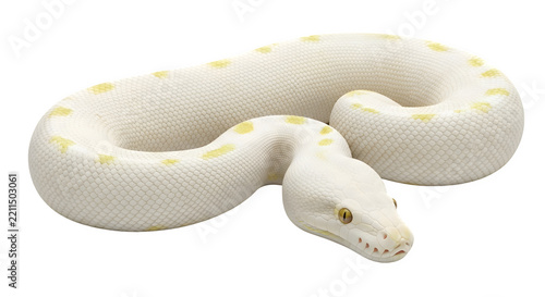 Coiled White Python with Pale Yellow Markings Isolated