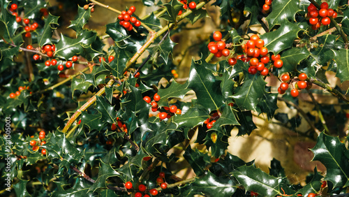 An evergreen holly bush with glossy spiny leaves and bright red berries