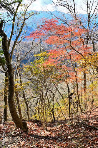 丹沢の相州アルプス　革籠石山の紅葉
