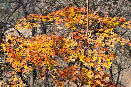 丹沢の革籠石山　ヤマモミジの紅葉
