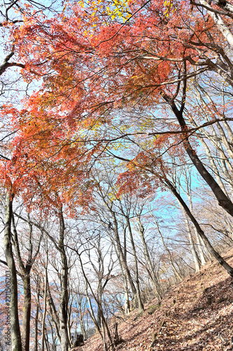 丹沢の革籠石山　ヤマモミジ　紅葉の道
