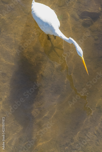 Great Egret Foraging in Shallow Morning Water with Rippling Reflection and Shadow on Riverbed