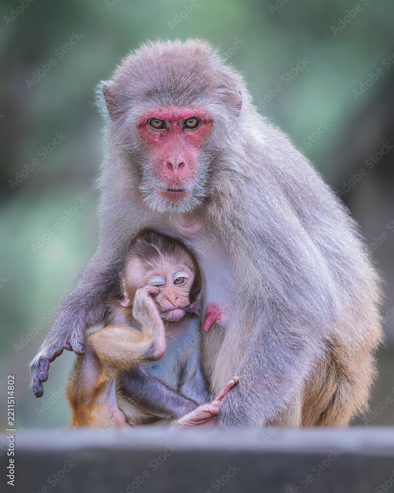 Fototapeta premium Rhesus Macaque
